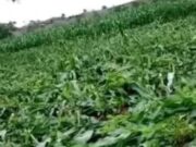 Enraged Woman Completely Destroys Maize Farm after Catching Her Husband Making out with Another Woman in the Farm Enraged Woman Completely Destroys Maize Farm after Catching Her Husband Making out with Another Woman in the Farm