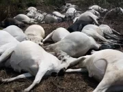 Plateau Government Begins Investigations After 36 Cows Reportedly Die of Poisoning Amid Massacre of Citizens in the State. Plateau Government Begins Investigations After 36 Cows Reportedly Die of Poisoning Amid Massacre of Citizens in the State.