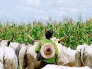Fulani Leaders Urge Governors to Establish Grazing Reserves to End Farmer-Herder Clashes Fulani Leaders Urge Governors to Establish Grazing Reserves to Curb Farmer-Herder Clashes