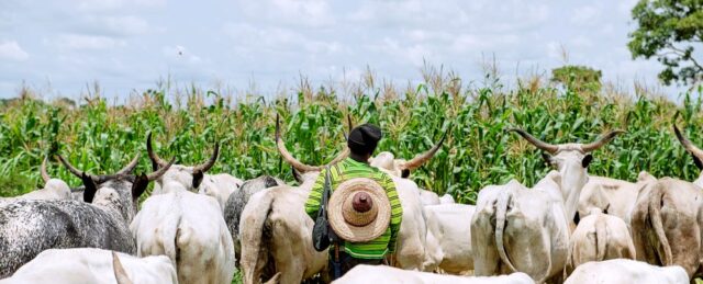 Fulani Leaders Urge Governors to Establish Grazing Reserves to Curb Farmer-Herder Clashes