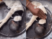VIDEO: Confusion as Sheep Gives Birth to a Baby Calf with Human Baby Head VIDEO: Confusion as Sheep Gives Birth to a Baby Calf with Human Baby Head