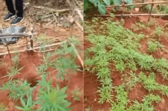 VIDEO: Fake Madman Nabbed for Running Cannabis Farm in Anambra