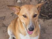 Akwa Ibom Lawmakers Reject Proposed Ban on Dog Meat Consumption Akwa Ibom Lawmakers Reject Proposed Ban on Dog Meat Consumption